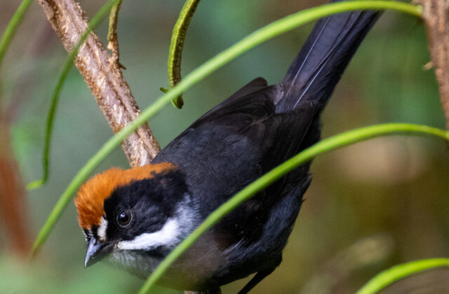 Taczanowski’s Brushfinch