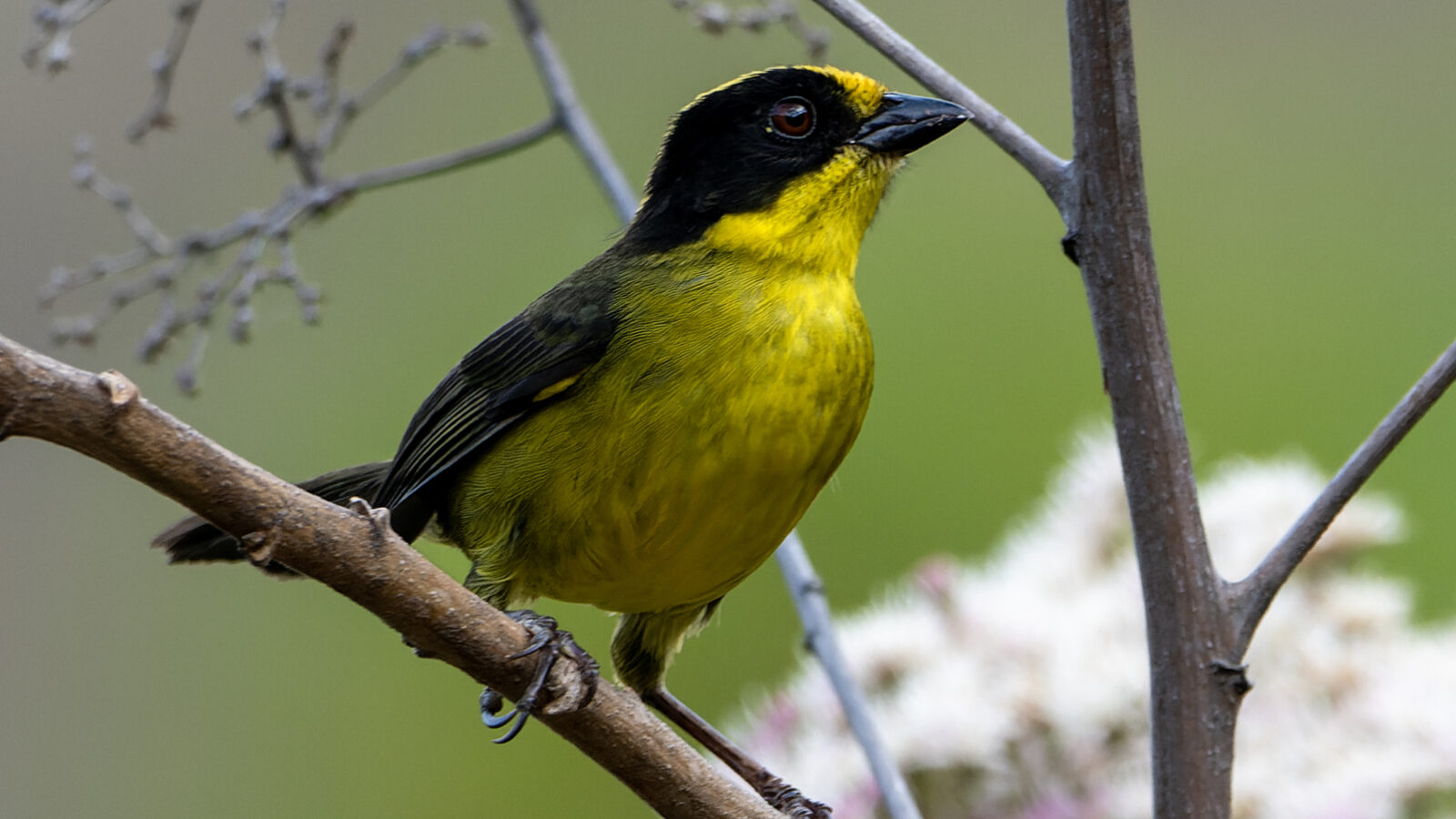 Tricolored Brushfinch