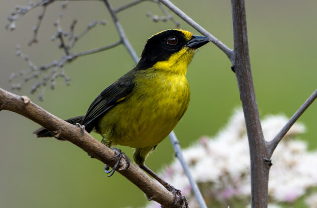 Tricolored Brushfinch