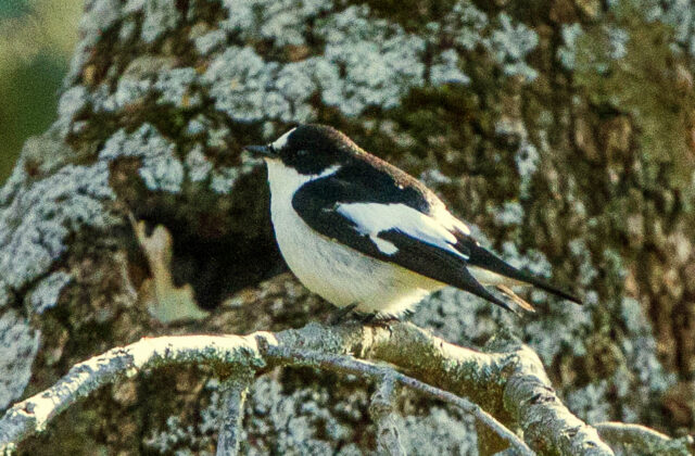 Atlas Pied Flycatcher