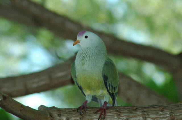 Atoll Fruit Dove