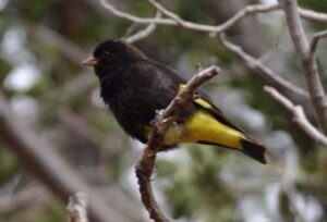 Black Siskin