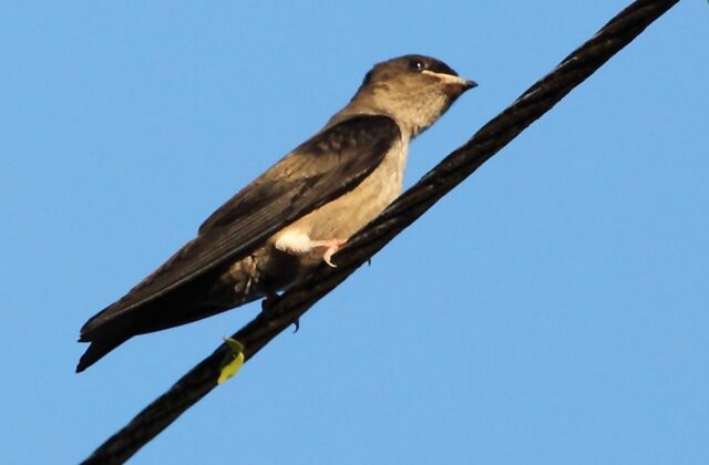 White-thighed Swallow