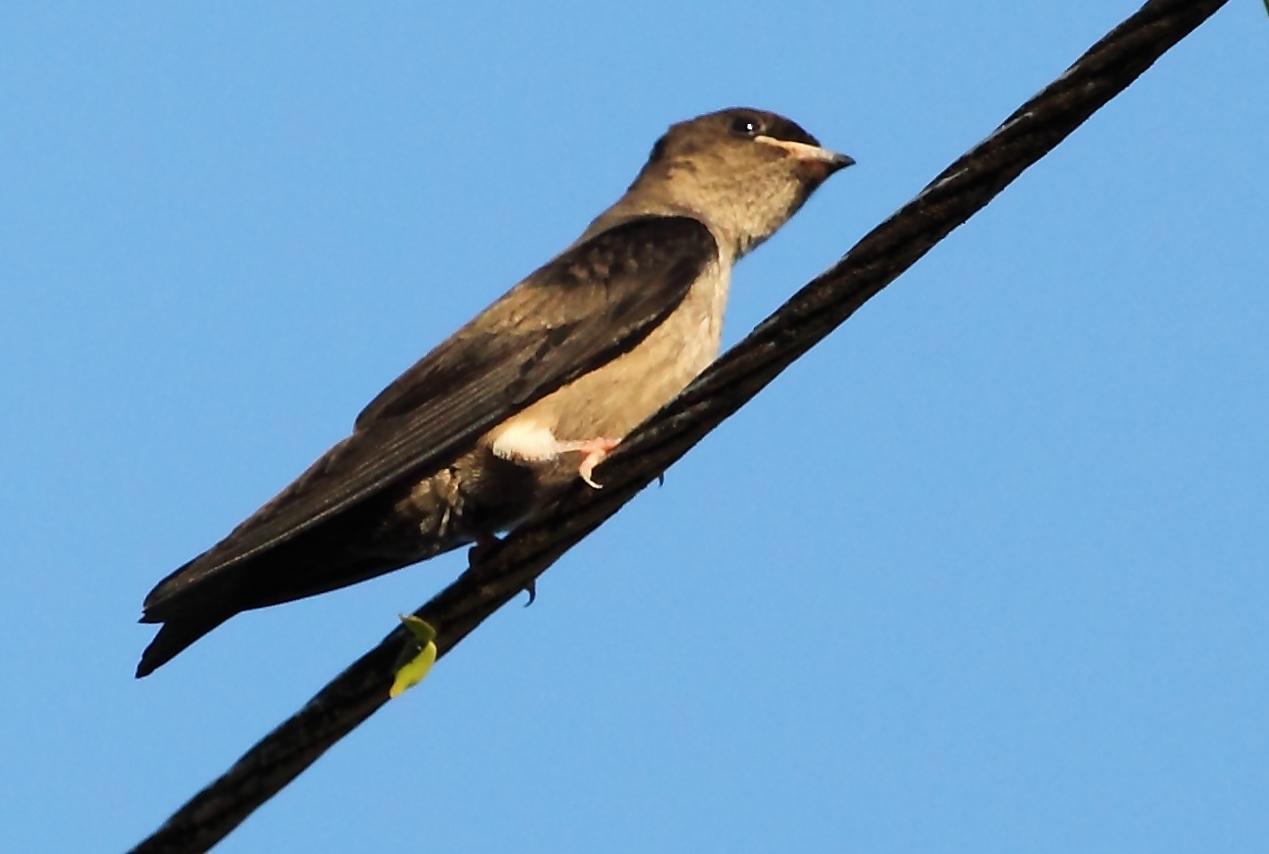 White-thighed Swallow