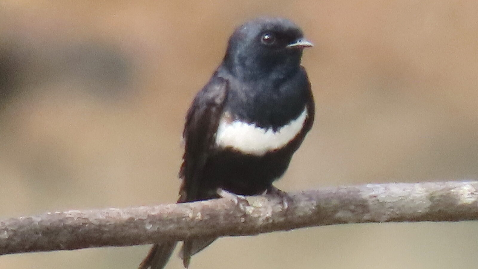 White-banded Swallow