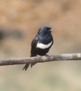 White-banded Swallow