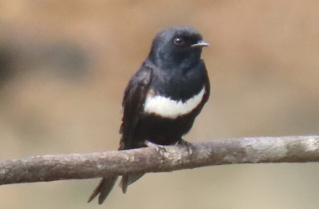 White-banded Swallow