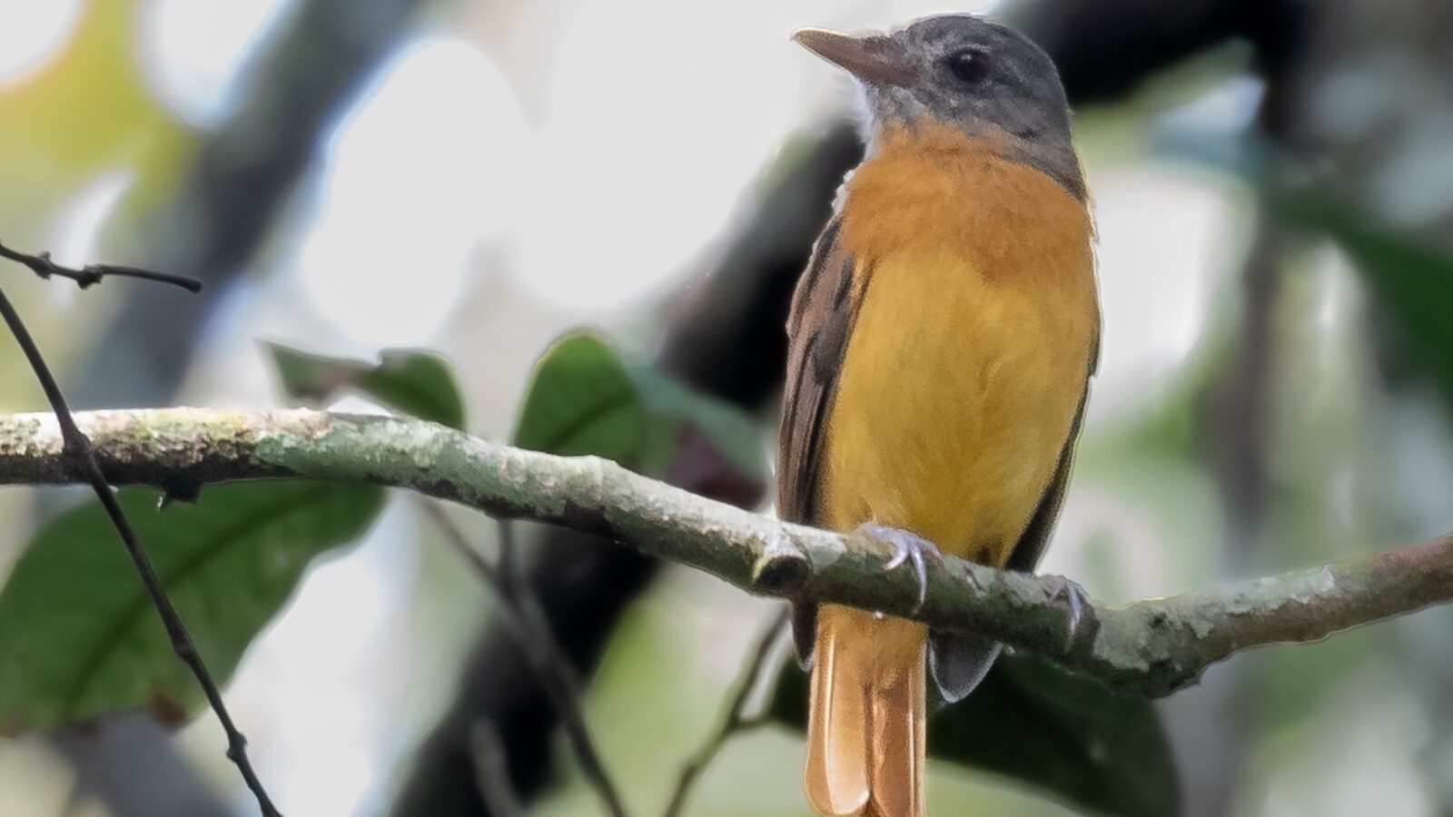 Citron-bellied Attila