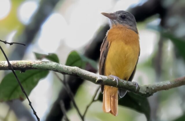 Citron-bellied Attila