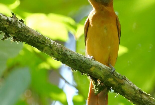 Rufous-tailed Attila