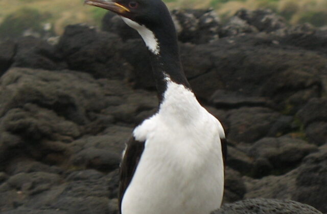 Auckland Shag