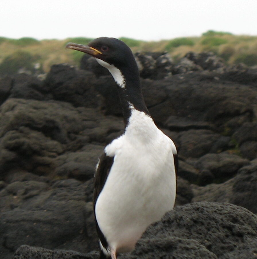Auckland Shag