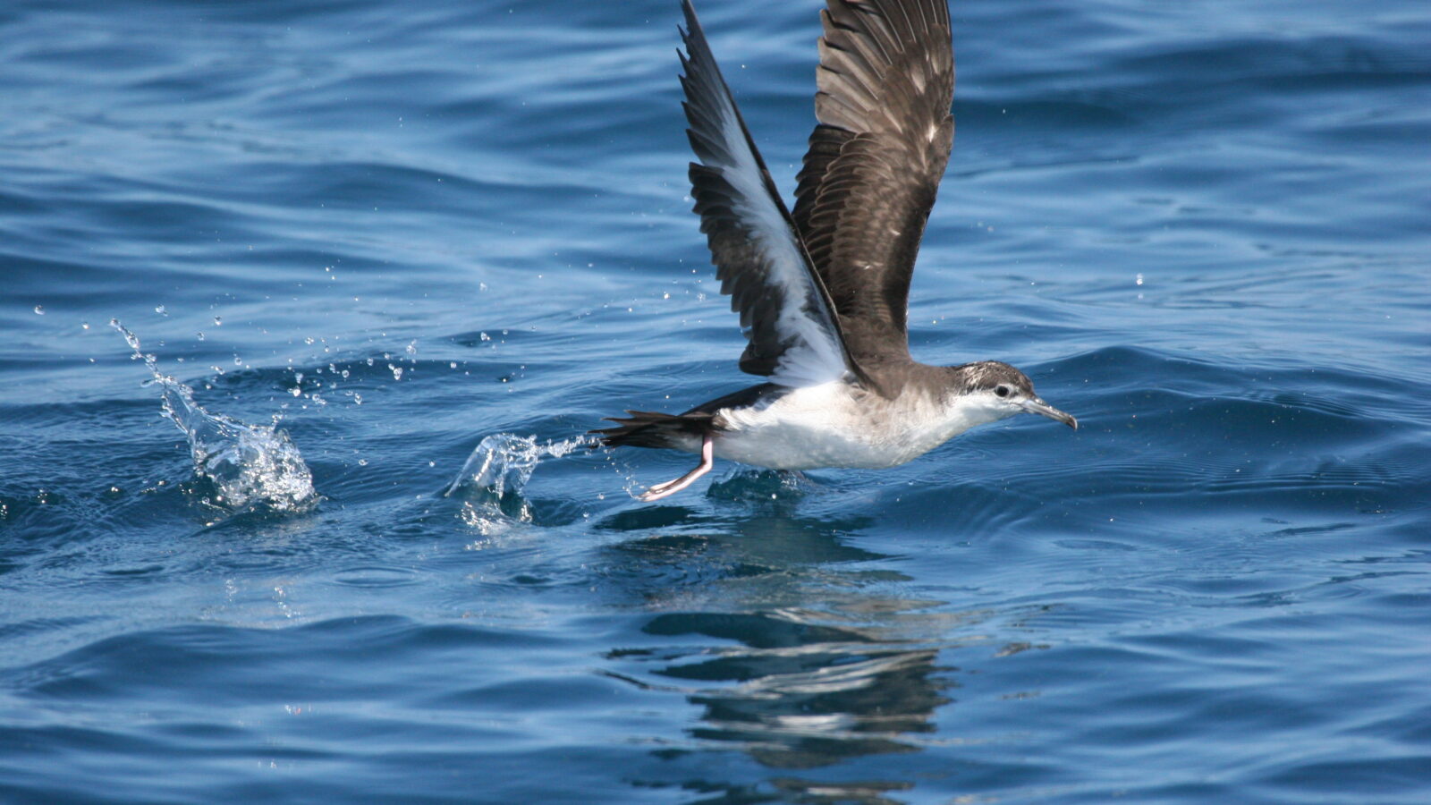 Sargasso Shearwater