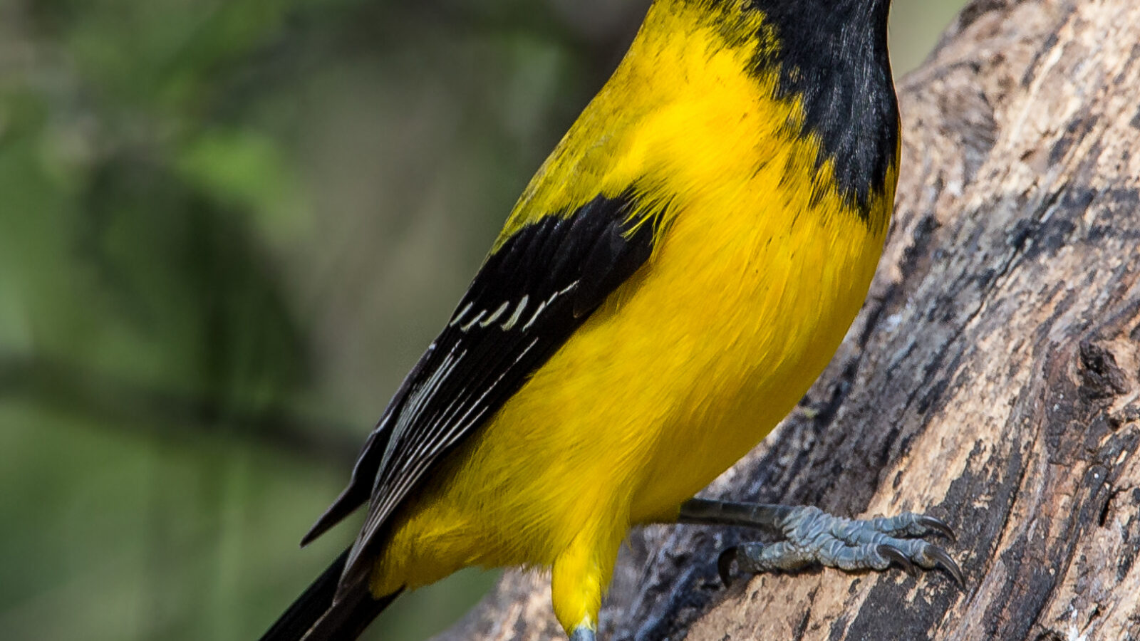 Audubon’s Oriole