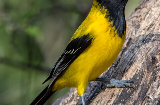 Audubon’s Oriole