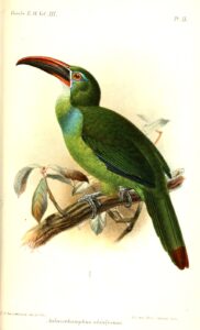 Tepui Toucanet