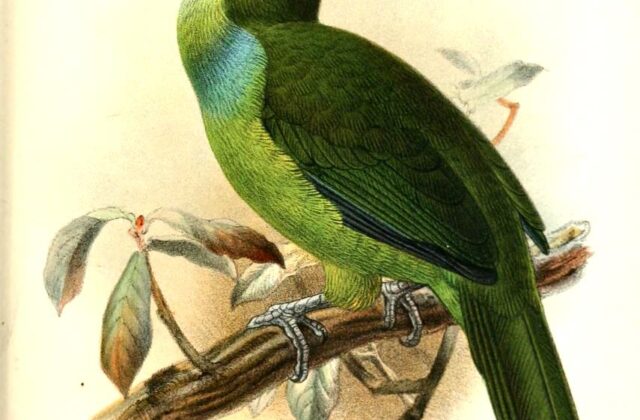 Tepui Toucanet