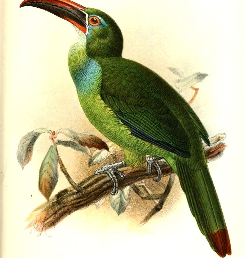 Tepui Toucanet
