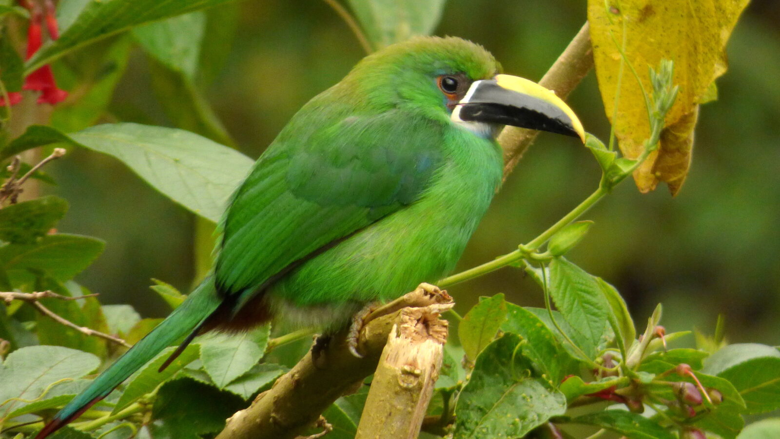 Southern Emerald Toucanet