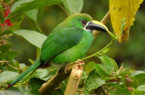 Southern Emerald Toucanet