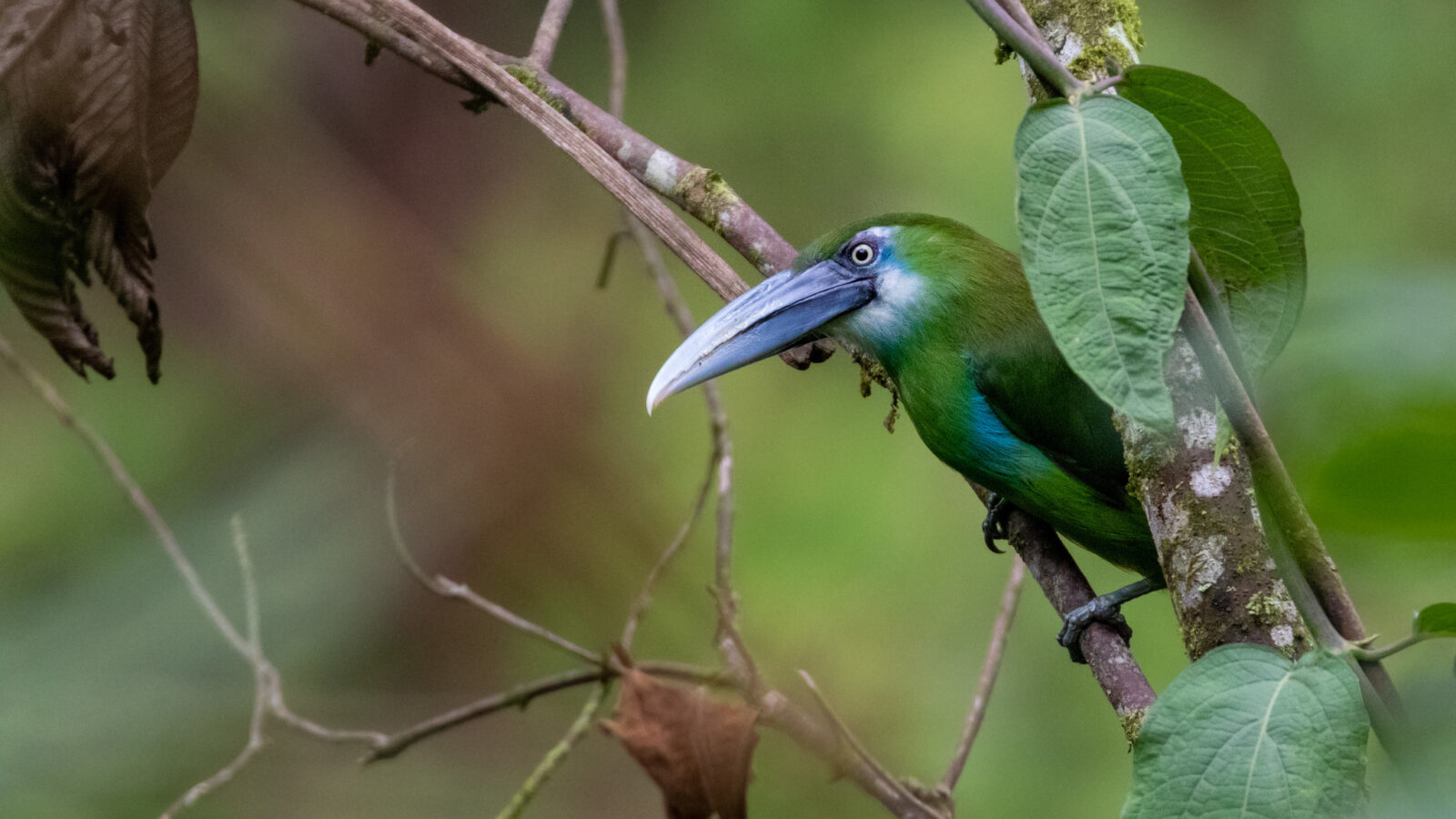 Blue-banded Toucanet