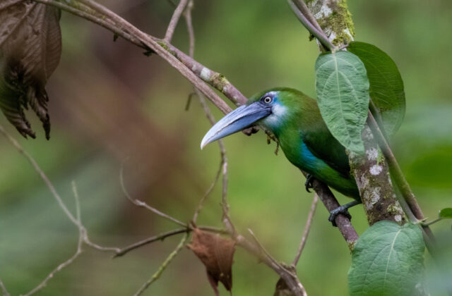 Blue-banded Toucanet
