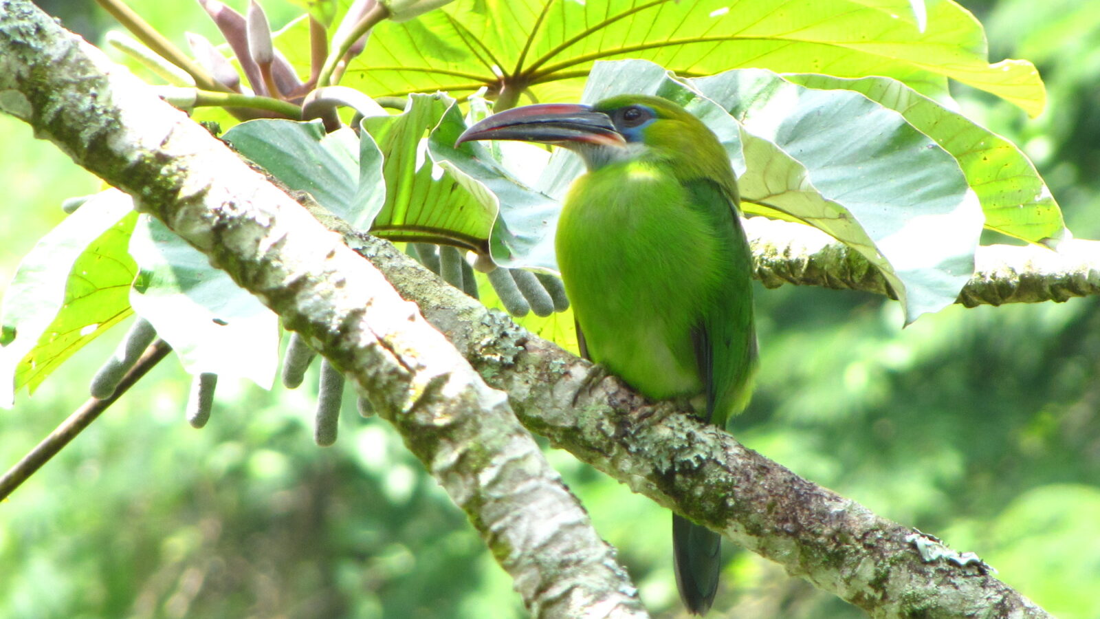 Groove-billed Toucanet