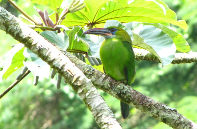 Groove-billed Toucanet