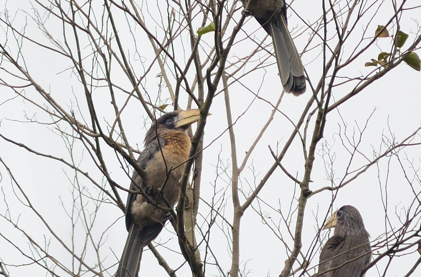 Austen’s Brown Hornbill