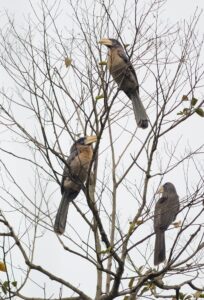 Austen’s Brown Hornbill