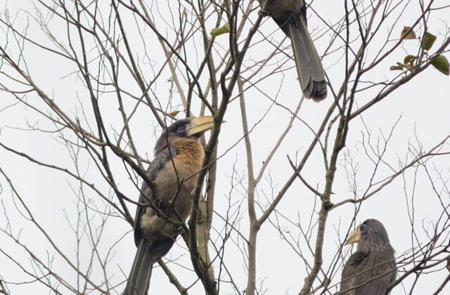 Austen’s Brown Hornbill