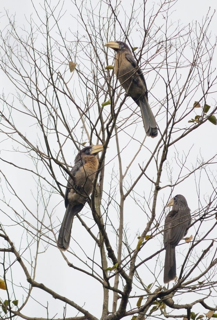 Austen’s Brown Hornbill