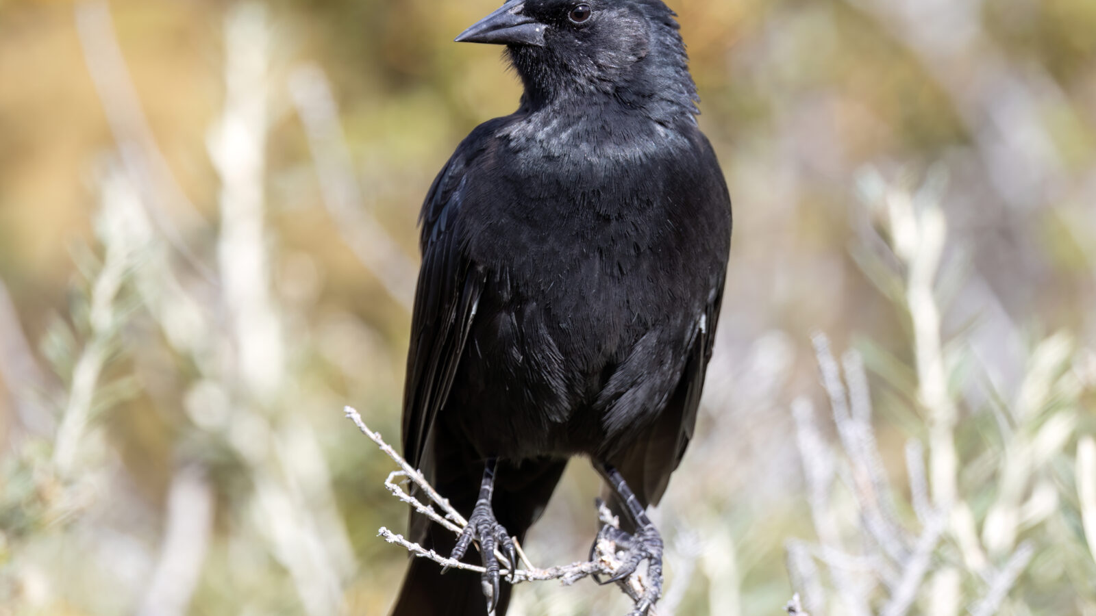 Austral Blackbird