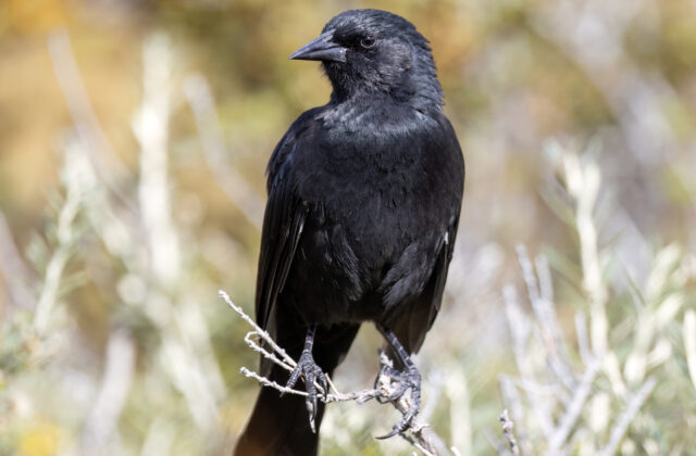 Austral Blackbird