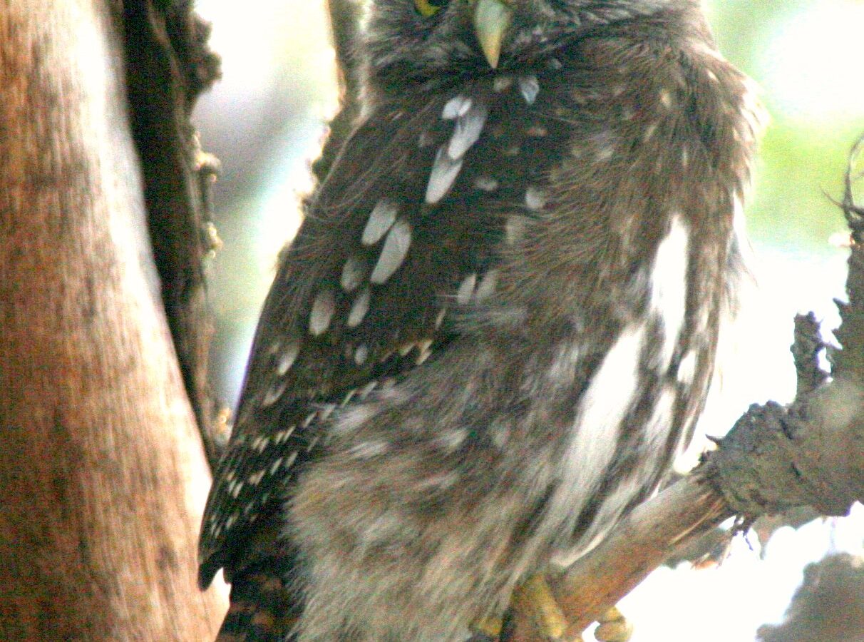 Austral Pygmy Owl