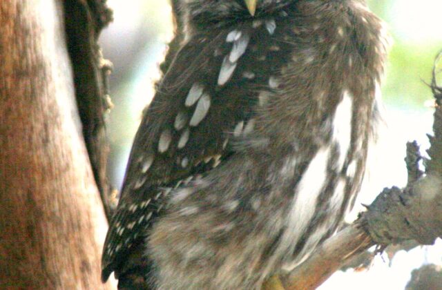 Austral Pygmy Owl