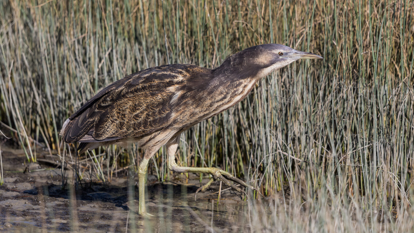 Australasian Bittern
