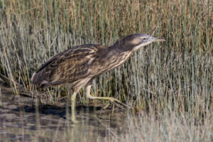 Australasian Bittern