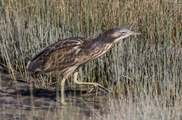 Australasian Bittern