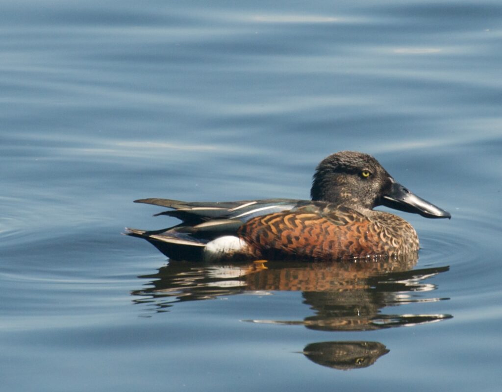 Australasian Shoveler