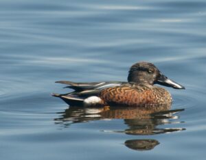 Australasian Shoveler