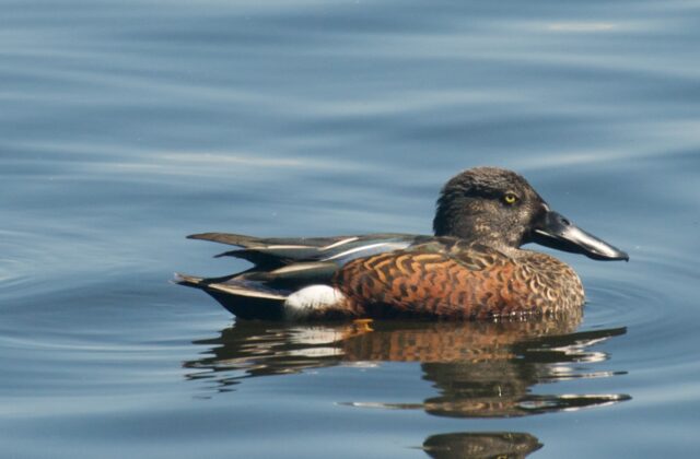 Australasian Shoveler