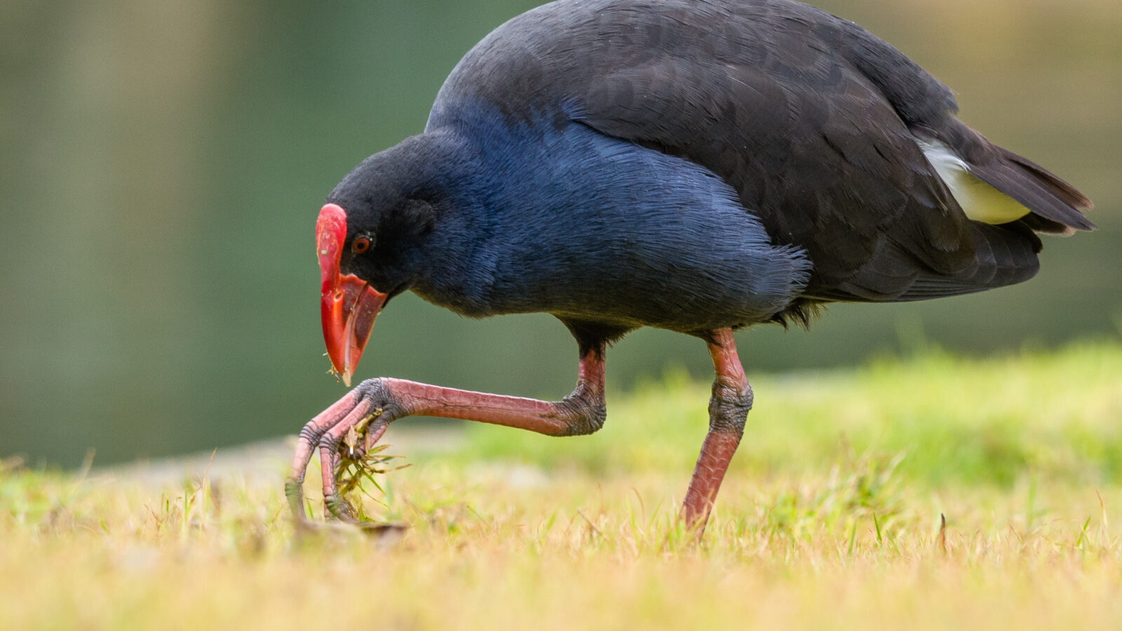 Australasian Swamphen
