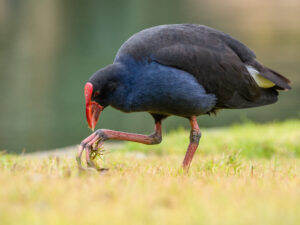 Australasian Swamphen