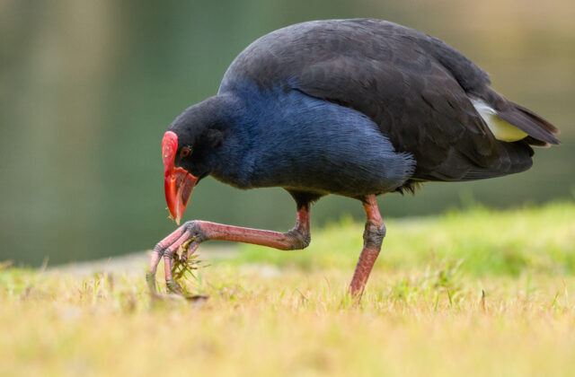 Australasian Swamphen