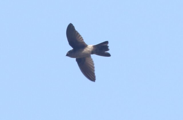 Australian Swiftlet