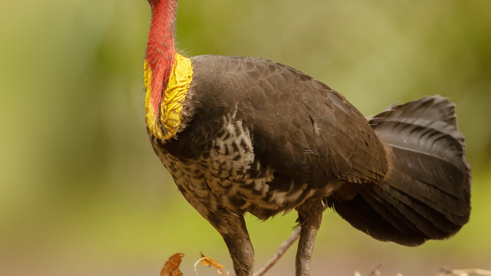 Australian Brushturkey