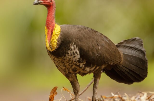 Australian Brushturkey