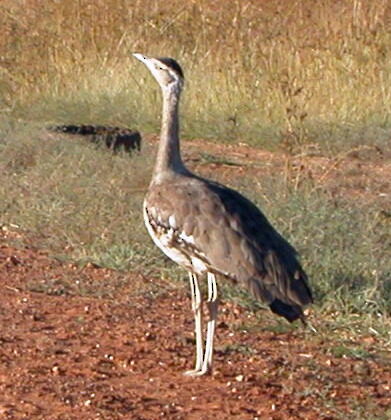 Australian Bustard