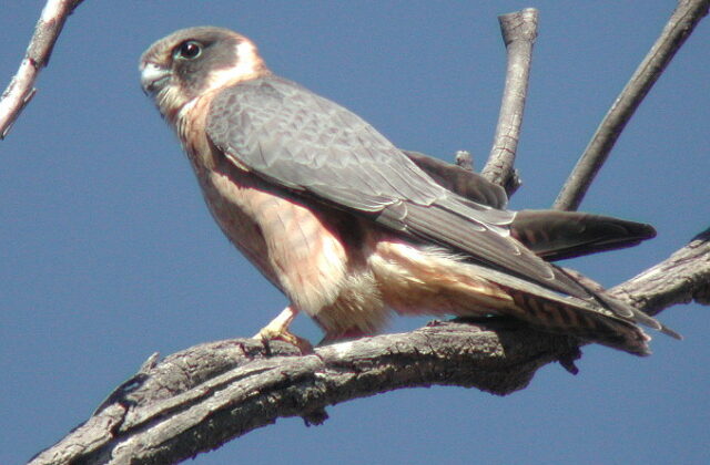 Australian Hobby